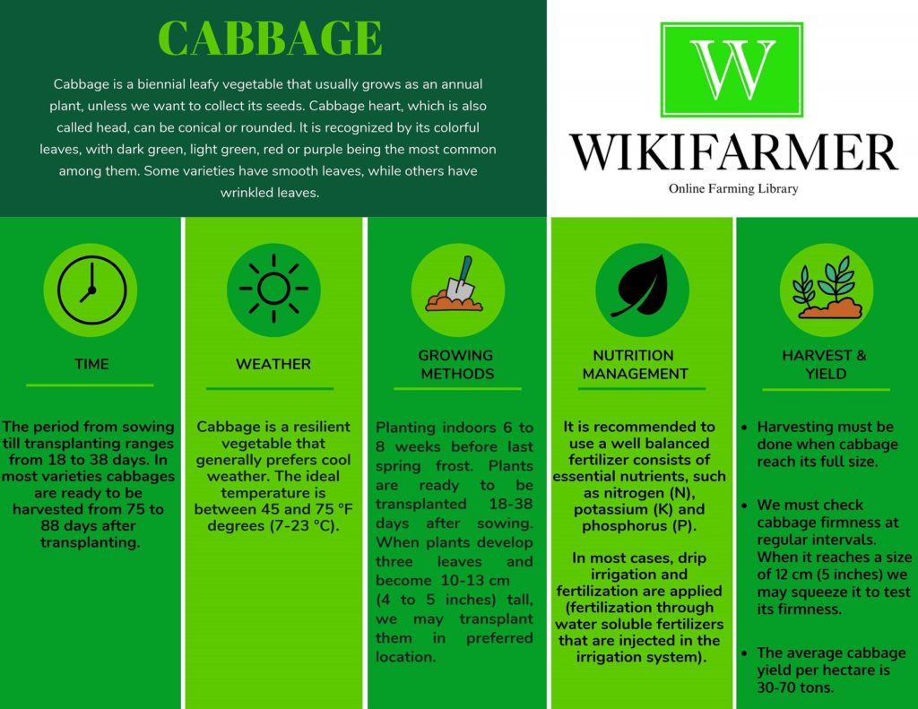 Cabbage Plant Wiki - Info & Uses