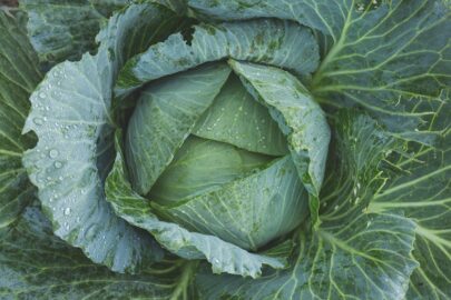 Cabbage Information, Nutrition and Health Benefits