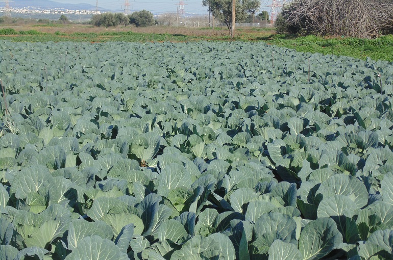 Cabbage Plant Wiki – Info & Uses