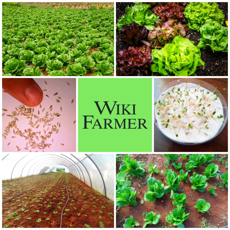 Как вырастить салат латук: подробное руководство по выращиванию капусты из семян