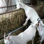 Fütterung von Ziegen – Was kann man Ziegen zum Fressen geben?