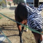 Gesundheit, Sicherheit & Pflege für Pferde