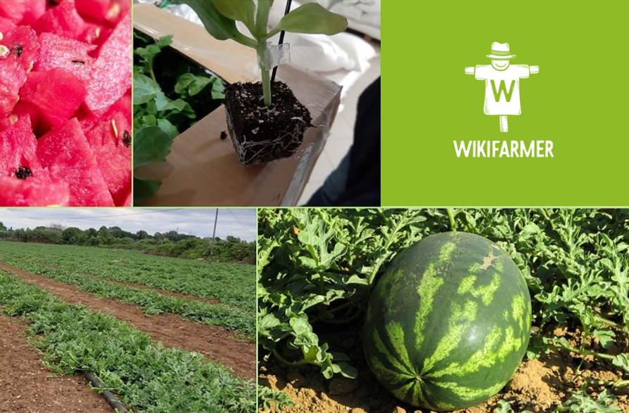 square watermelon farm