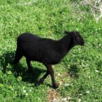 Grundlagen der Schafpflege