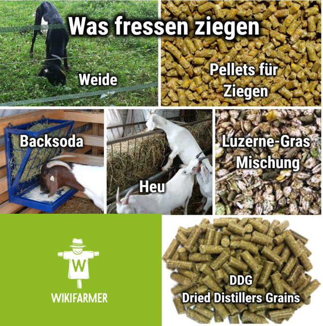 Fütterung von Ziegen Was kann man Ziegen zum Fressen geben? Wikifarmer