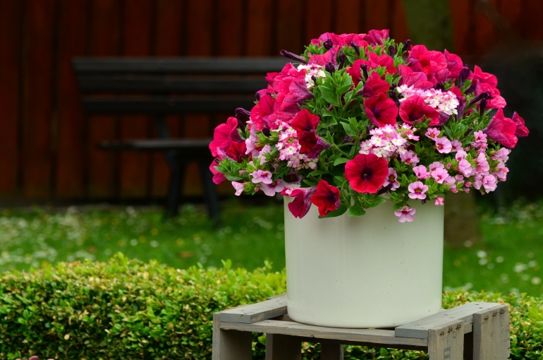 Petunias in Pots - How to Grow Petunias in Containers