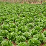 Wie man Gartensalat anbaut - Komplette Anleitung für den Anbau von Gartensalat von der Aussaat bis zur Ernte
