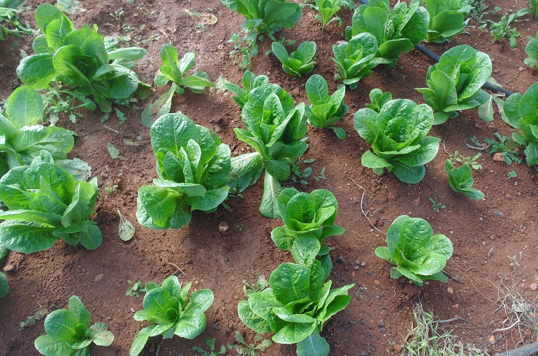 10 interessante Fakten über Gartensalat, die Sie vermutlich noch nicht kannten