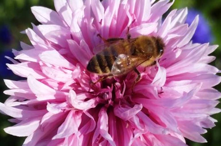 Làm sao để cho ong ăn