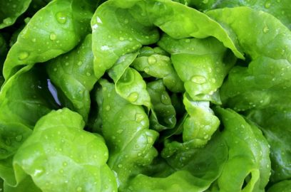 12 erstaunliche Gesundheitsvorteile durch den Genuss von Gartensalat