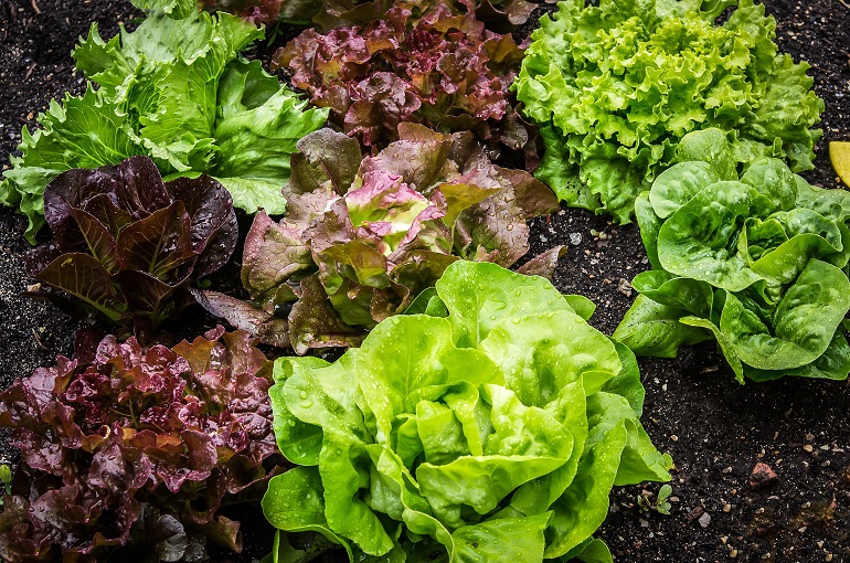 types of lettuce plants
