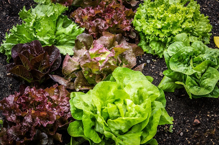 different types of lettuce plants