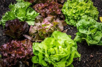 Gartensalat Wiki: Infos & Verwendungen - Kopfsalat verwendung