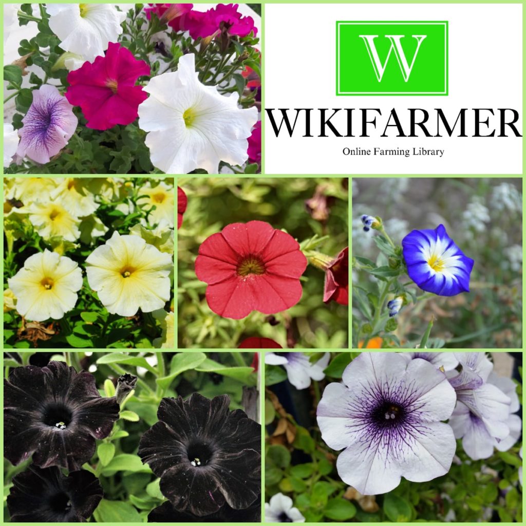 Cómo Cultivar Petunias en Casa - Cuidado de Petunias - Wikifarmer