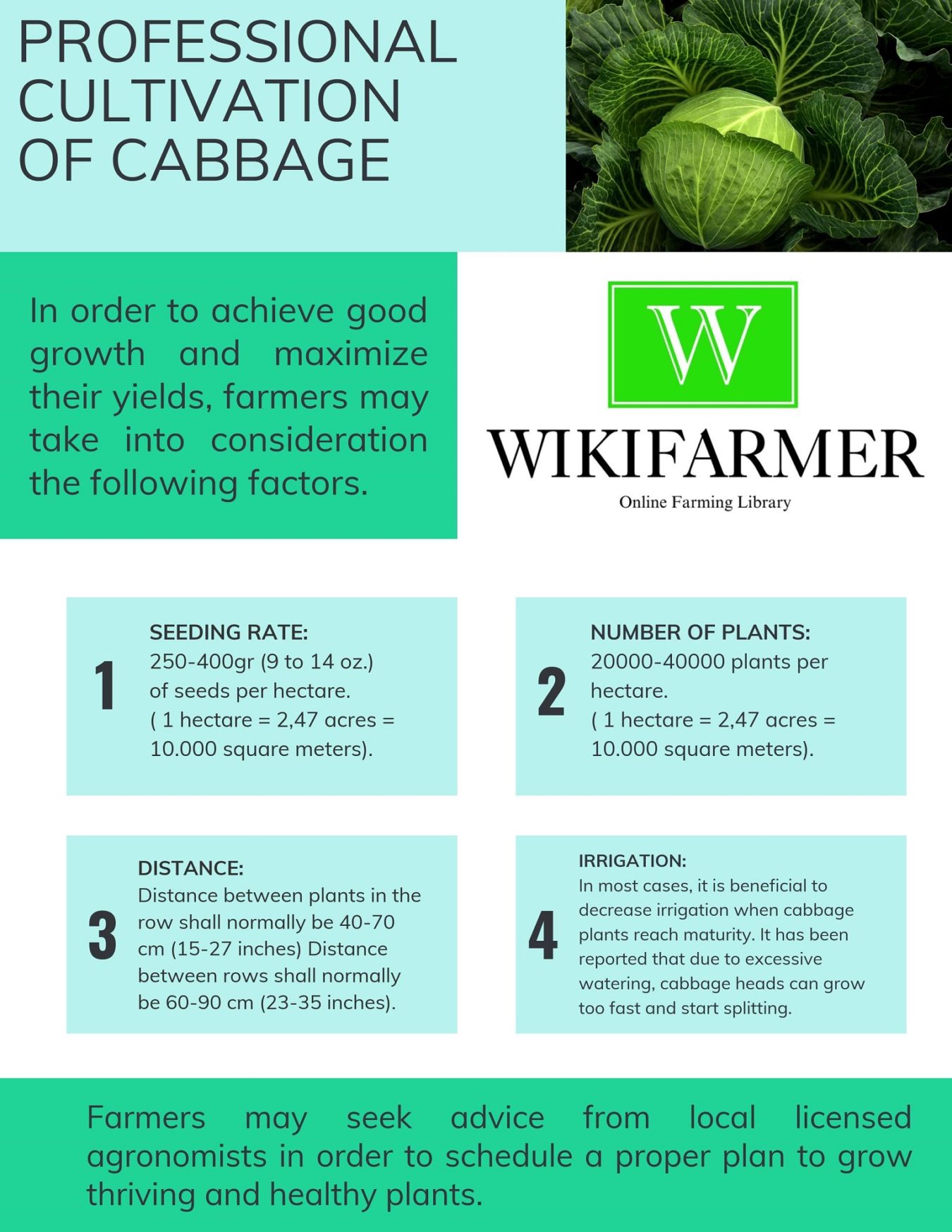 How to grow Cabbage Cabbage Complete Growing Guide from Seeding to