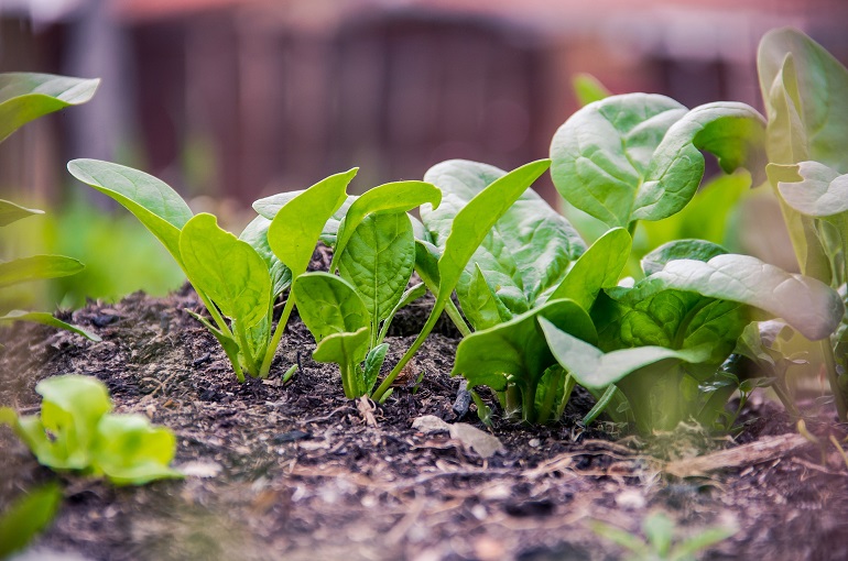 Spinach Facts, Health Benefits and History