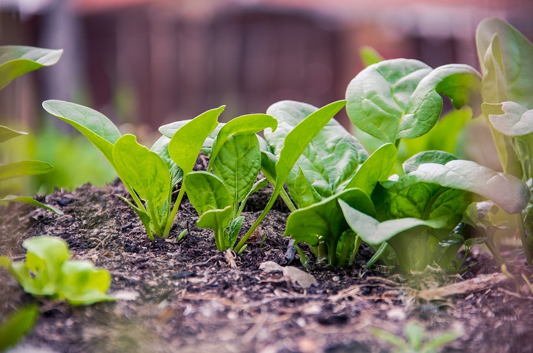 Spinach Plant Wiki Info Uses Wikifarmer