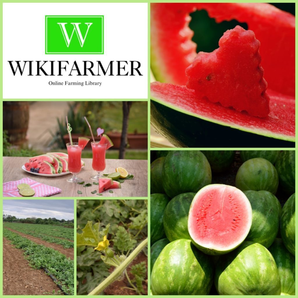 12 erstaunliche gesundheitsrelevante Vorteile durch den Verzehr von Wassermelonen – Was bewirkt Wassermelone im Körper?
