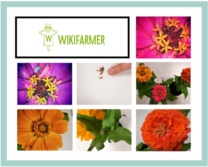 Zinnia Plant Information