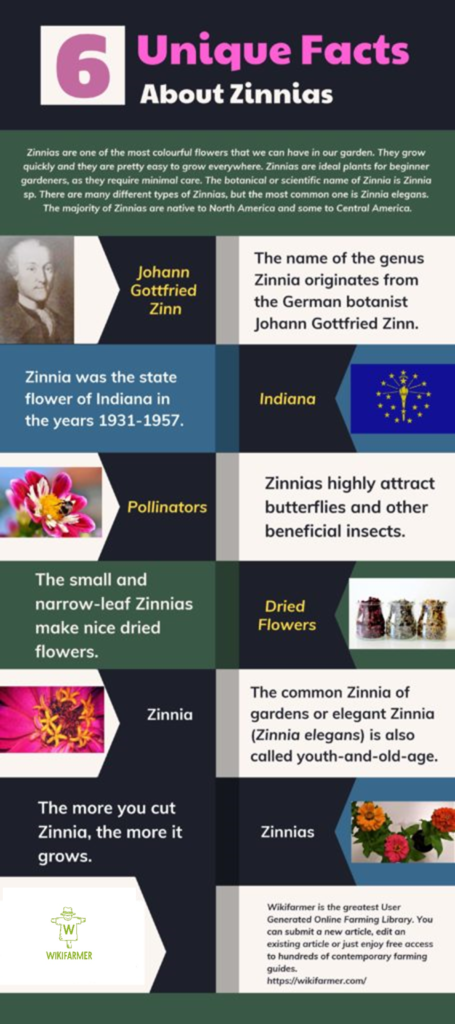 zinnia plant information