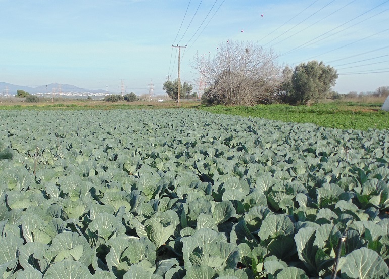 Πώς να καλλιεργήσετε Λάχανο – Πλήρης Οδηγός Καλλιέργειας από τη Σπορά έως τη Συγκομιδή