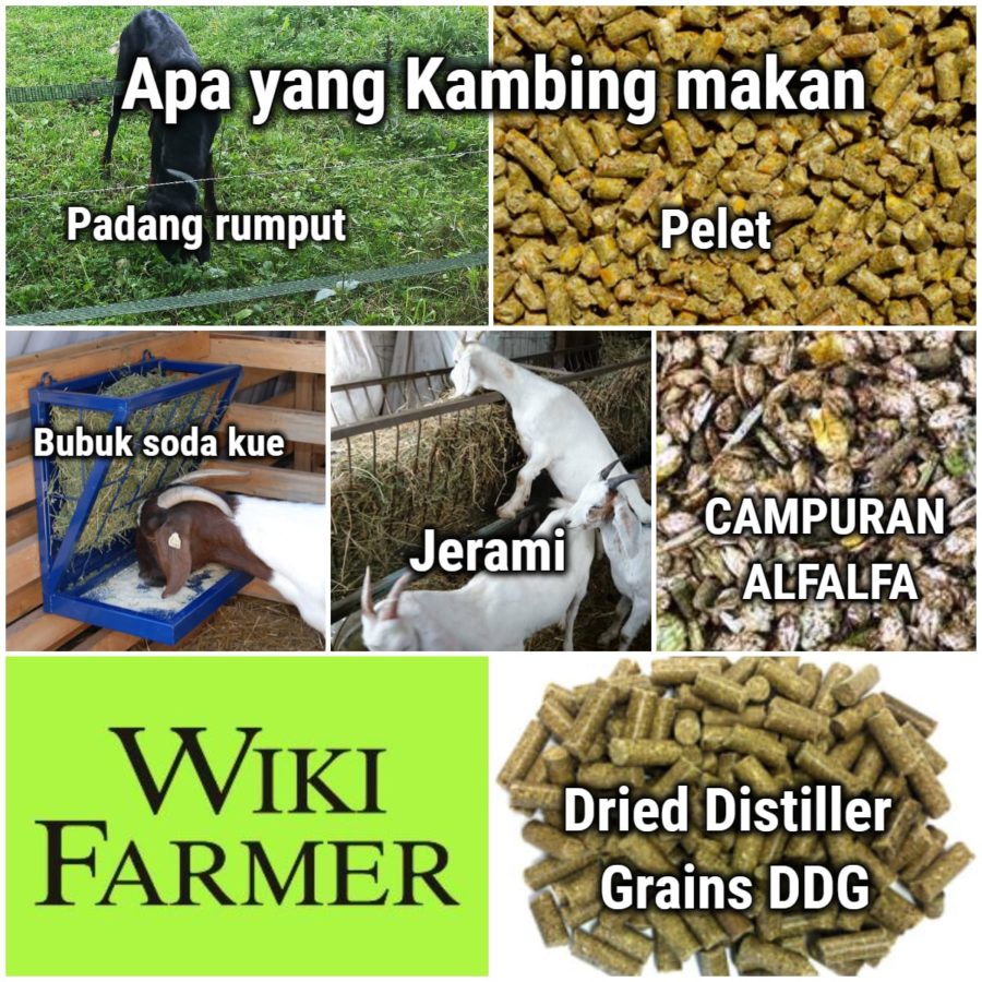 Cara memberi makan Kambing - Wikifarmer