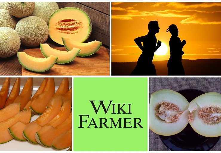 Muskmelon Hindi Archives Wikifarmer