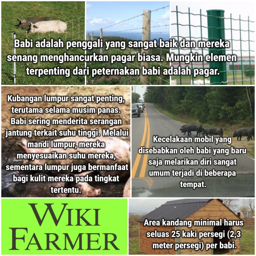 kandang babi yang ideal