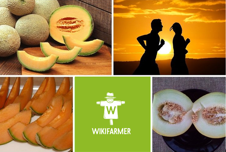 Melon Health Benefits