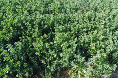 Panen dan Hasil Alfalfa per Hektar