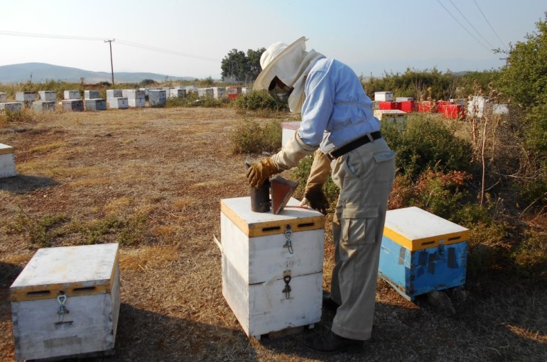 Sarang Lebah dan Perlengkapan Peralatan