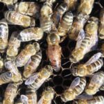 Struktur Sosial dan Organisasi Lebah Madu