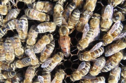 Struktur Sosial dan Organisasi Lebah Madu