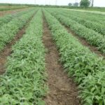 Επαγγελματική καλλιέργεια φασκόμηλου – Πώς να καλλιεργήσετε φασκόμηλο για κέρδος