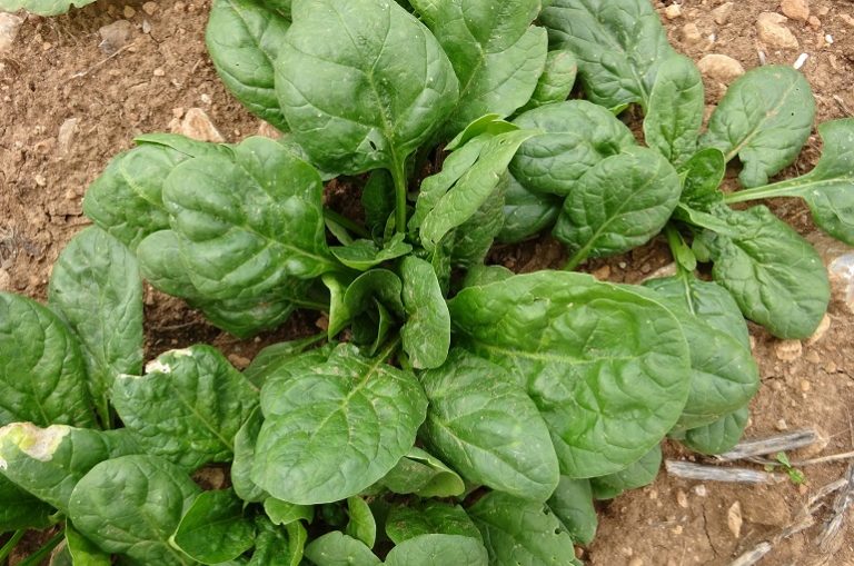 Как выращивать шпинат: от семян к сбору урожая - Wikifarmer