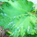 Common Grapevine Pest and Diseases