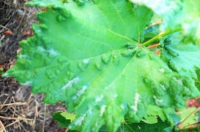 Common Grapevine Pest and Diseases