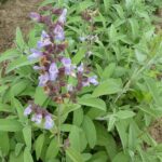 Cómo Cultivar Salvia Común – Para Principiantes