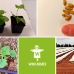Cultivar Melones al Aire Libre con Fines de Lucro – Guía de Cultivo Completa de Principio a Fin