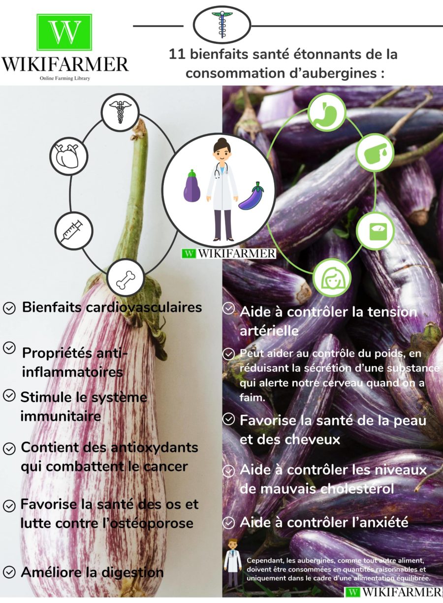 11 bienfaits santé étonnants des aubergines - wikifarmer