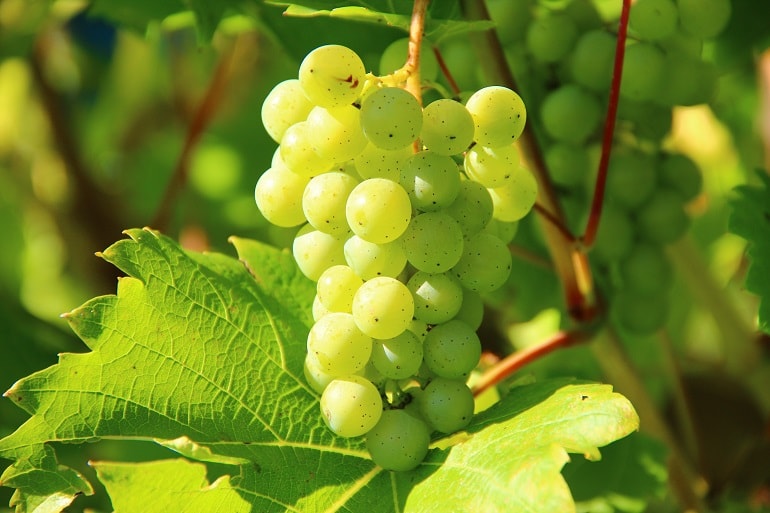 Fast Facts on Grapes