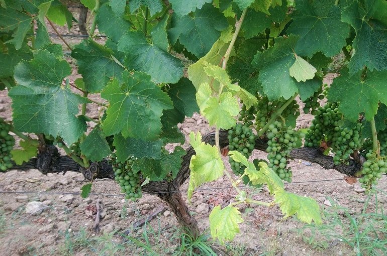 Grape Plant Information