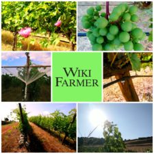 Grapes Fertilizer Management - Wikifarmer