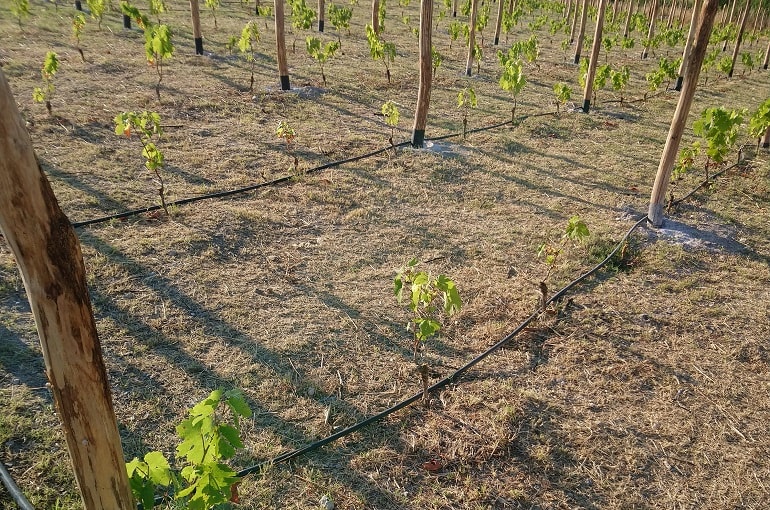 Insect nets wine and fruit cultivation