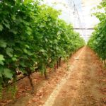 Wie man Trauben gewinnbringend anbaut - Leitfaden für gewerbliche Weinbauern