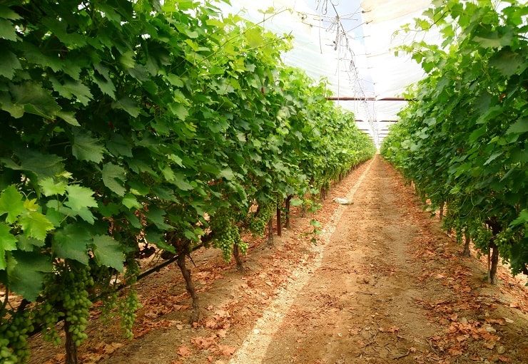 Anggur rumah menanam halaman cara di 3 Cara