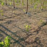 Anpflanzung und Pflanzabstand von Weinreben - Anzahl der Pflanzen pro Hektar