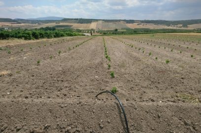 Bodenanforderungen und - vorbereitung für den Weinanbau - welcher boden ist für weinreben geeignet?