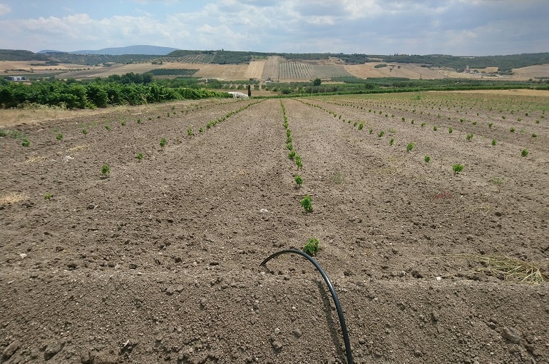 Soil Requirements and Preparation for Grapevine Farming