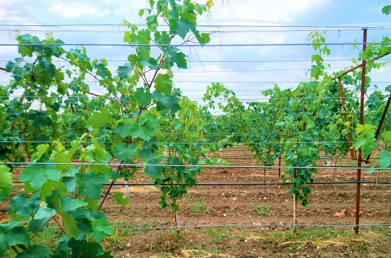 Vara y pulgar: vine growing and pruning